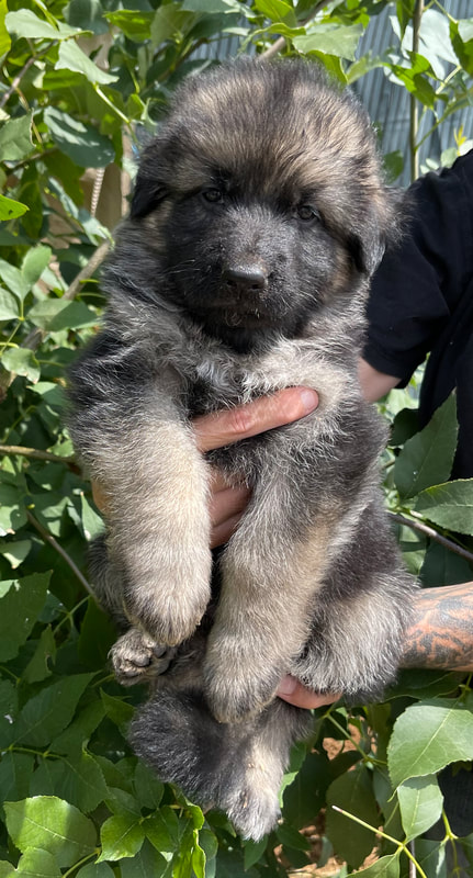 AKC Registered Long-Haired German Shepherd Puppies For Sale | Calico ...