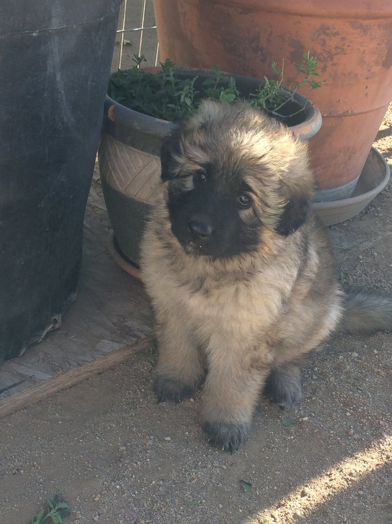 Cute White Long Haired German Shepherd Puppies For Sale